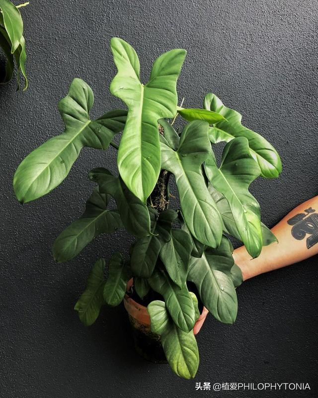 花境常绿植物推荐,室内大型开花植物推荐