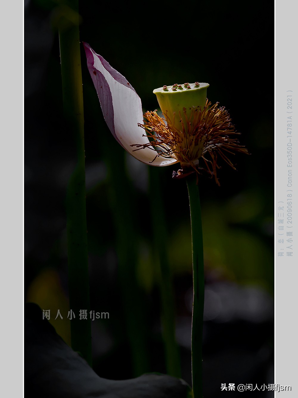 把荷花拍高级的摄影技巧,摄影荷花的拍摄技巧