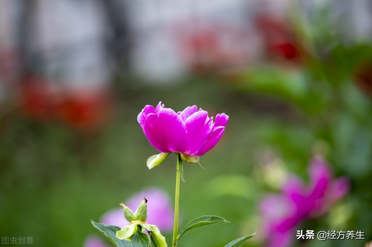 肝息肉自己消失了,内膜息肉会消失吗