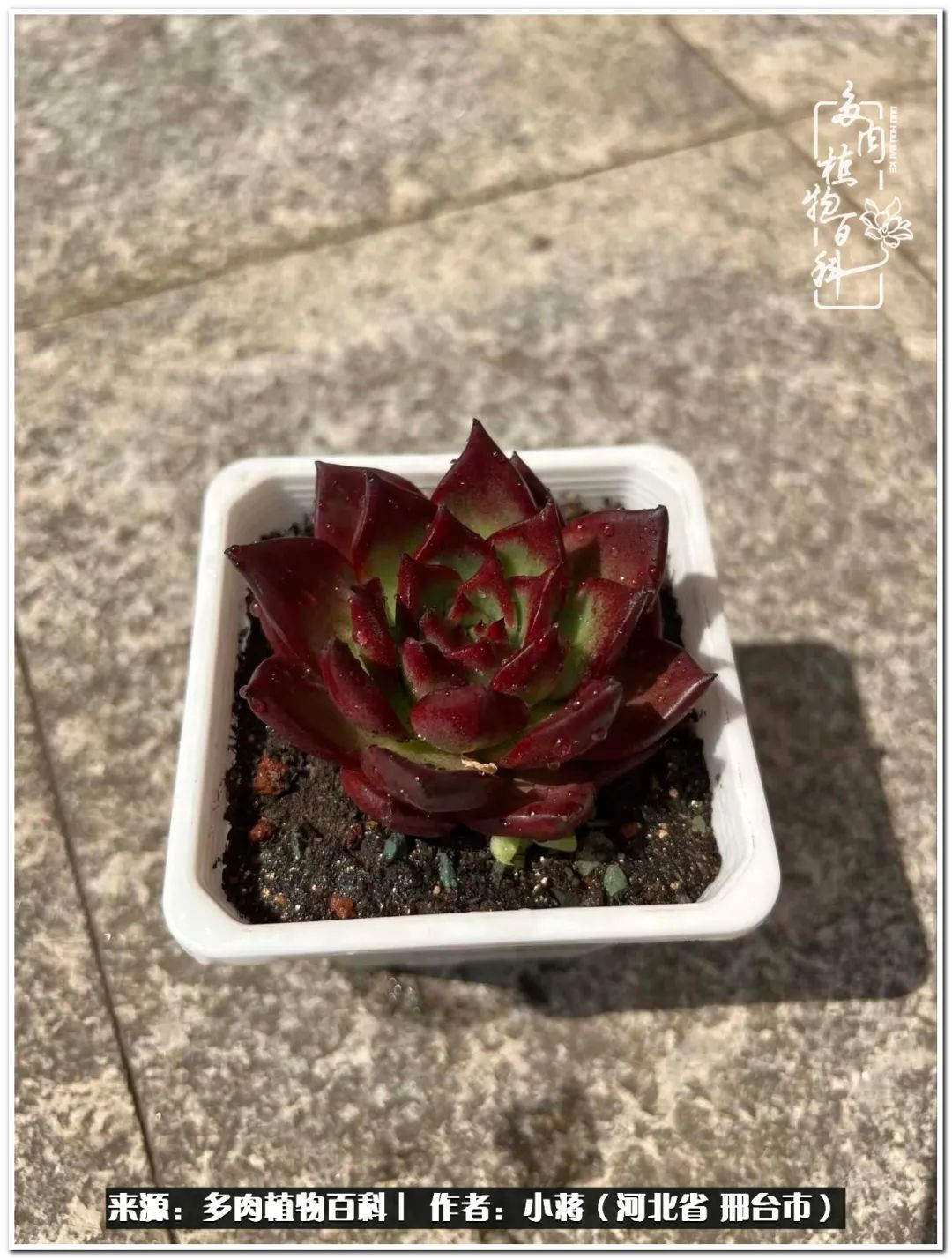 我与多肉植物之间的故事,我和多肉十二卷的故事100字