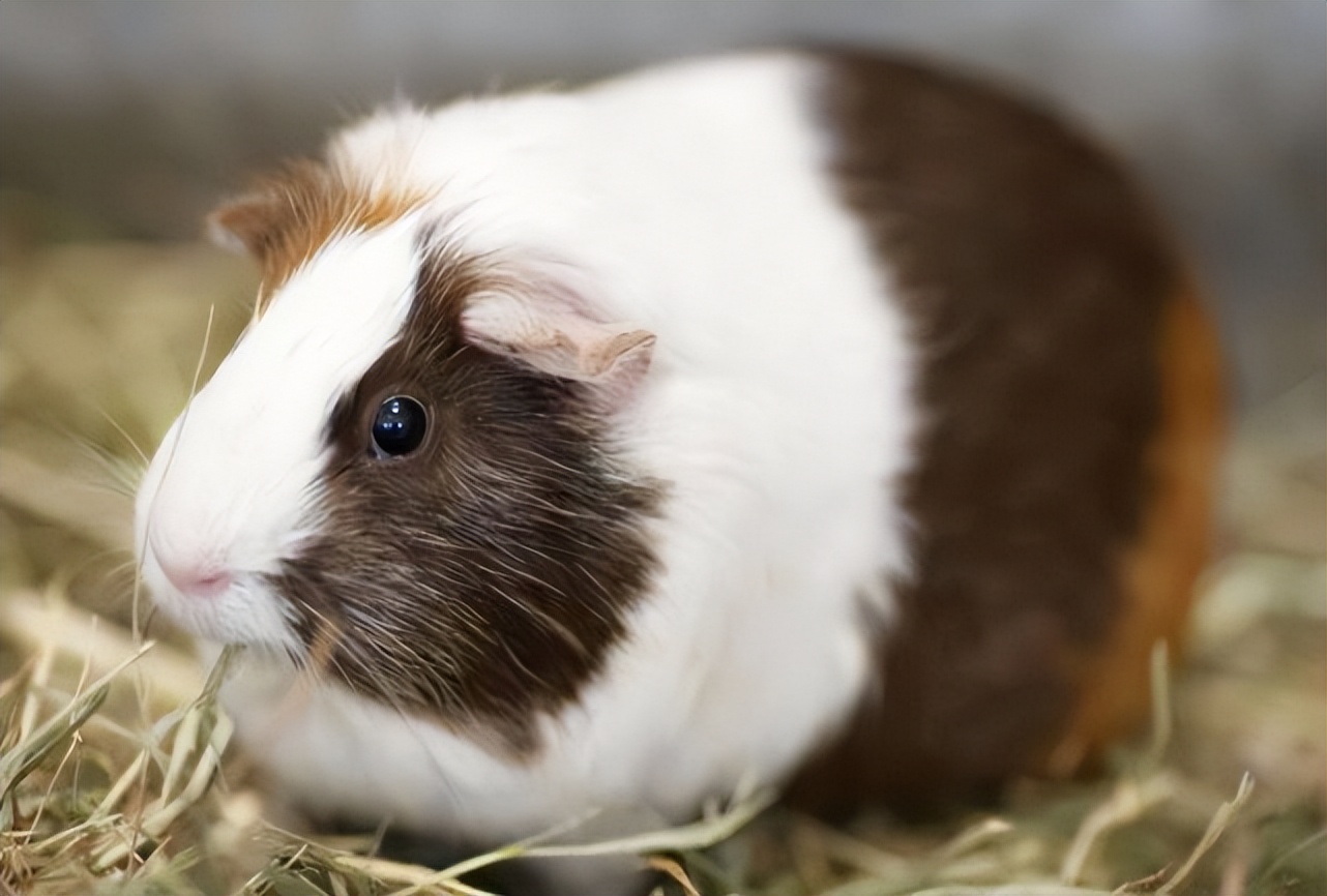 荷兰猪是个什么类型的猪呢,荷兰猪被误认为兔子