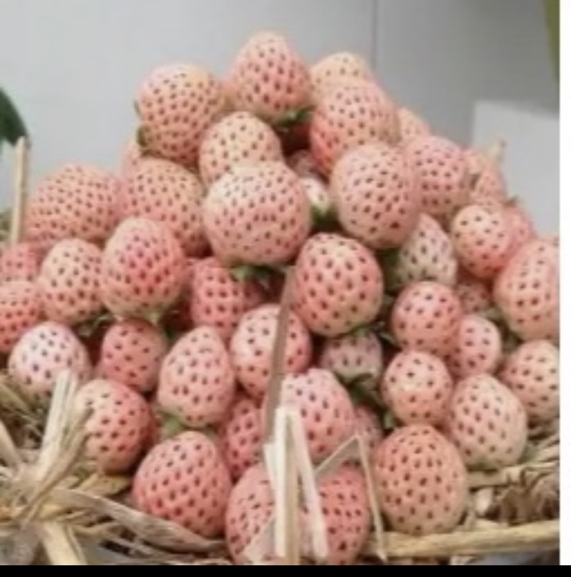 流花随笔之～三八节，搞点事情增进夫妻情感生活