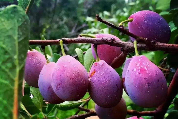 宝宝辅食做法有助于消化的,提高宝宝聪明的辅食有哪些