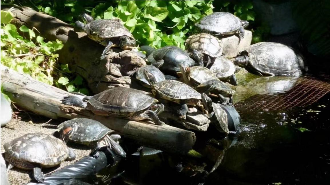 巴西龟都是入侵物种吗,巴西龟泛滥成灾警惕外来生物入侵