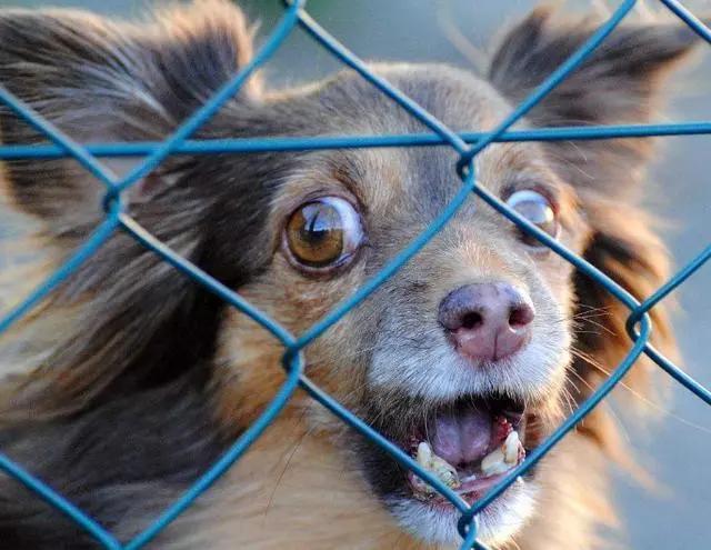 狗狗出现什么症状说明它快要走了,狗狗出现什么状况说明需要驱虫了