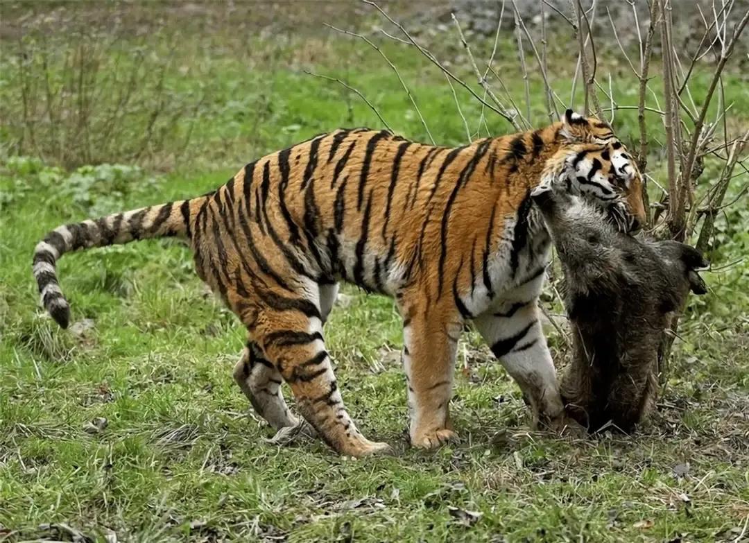 猛虎潜深山长啸自成风出自哪里,猛虎潜深山长啸自生风打一生肖