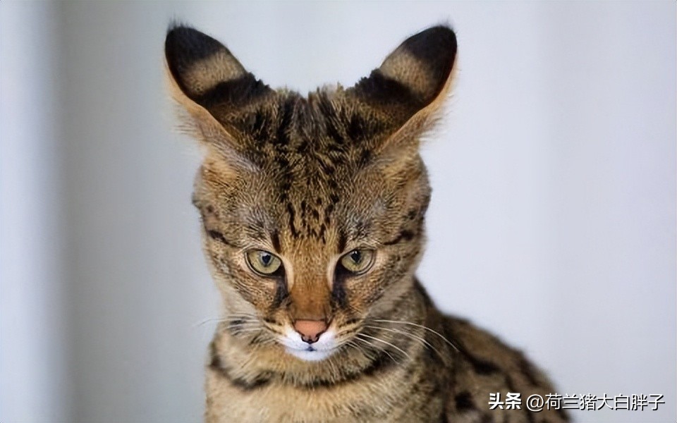 怎么看猫咪的冷知识和热搜,猫咪味觉如何这些冷知识你知道吗