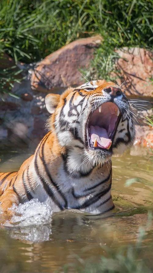 戏说老虎图文杂汇