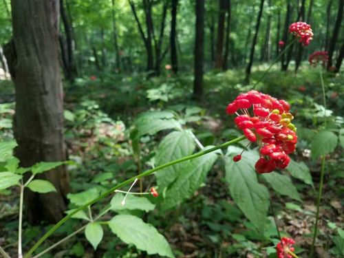 长白山挖参人发现160年老山参,长白山挖参故事