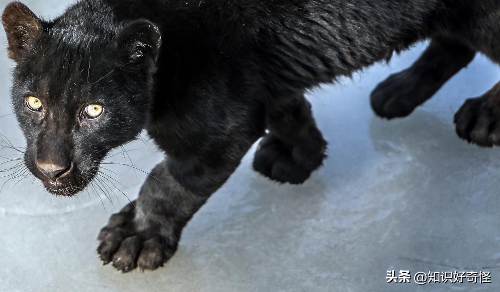 全球最贵的五种黑化动物,世界上最昂贵的六种黑化的动物