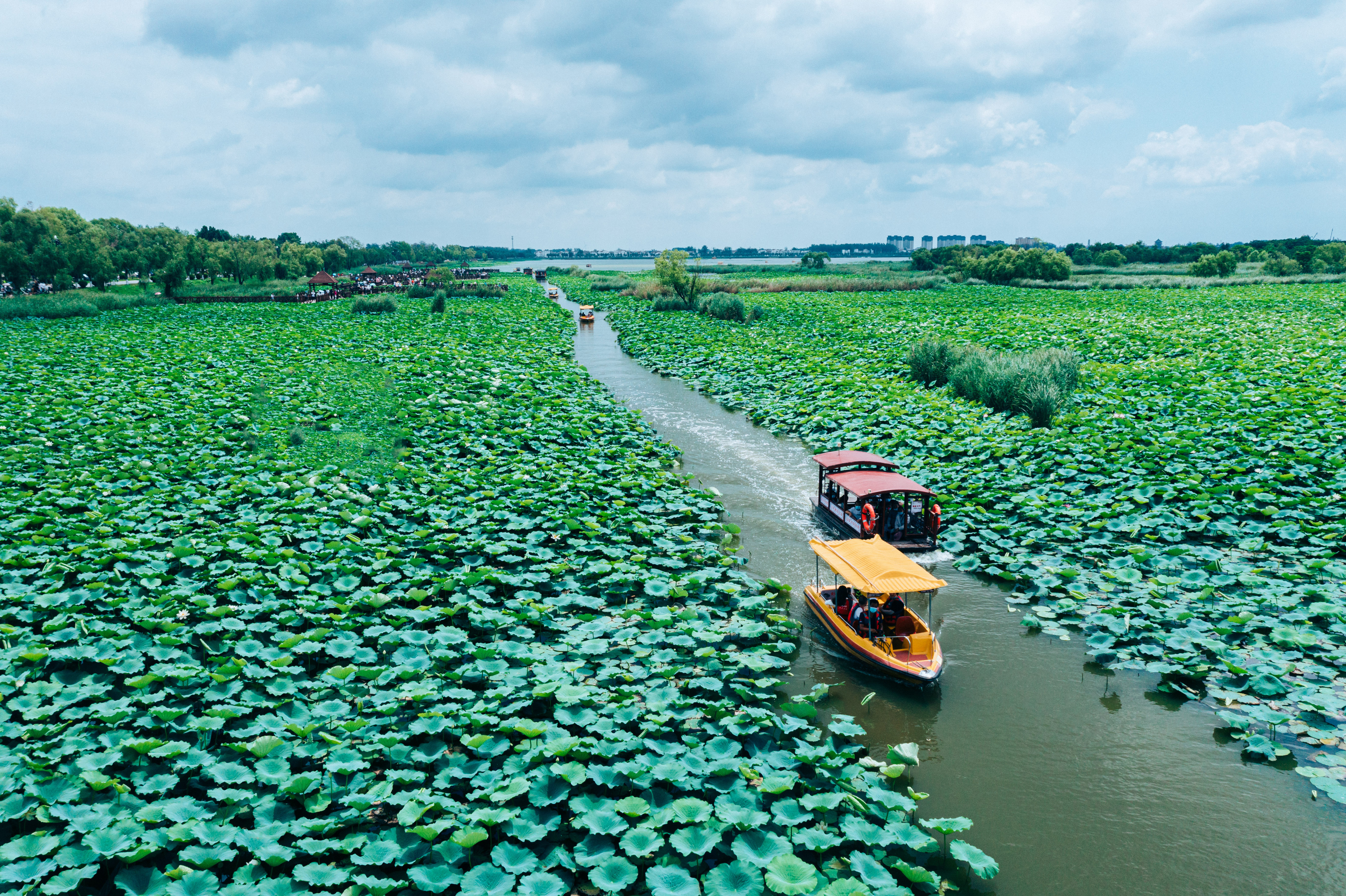 淮阳龙湖赏荷旅游月开启,淮阳龙湖湿地赏荷