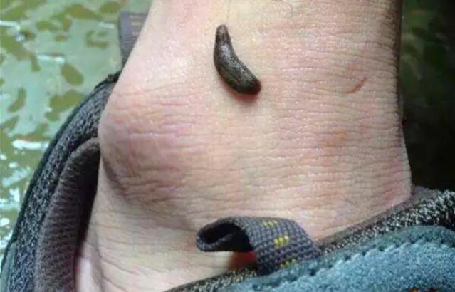 大山水里有蚂蝗,野生水蚂蝗