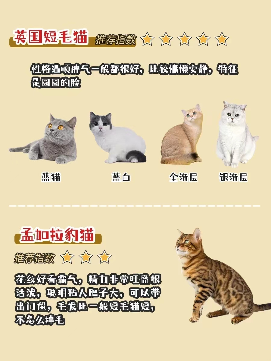 新手选猫怎么避雷,新手选猫应该选哪种猫