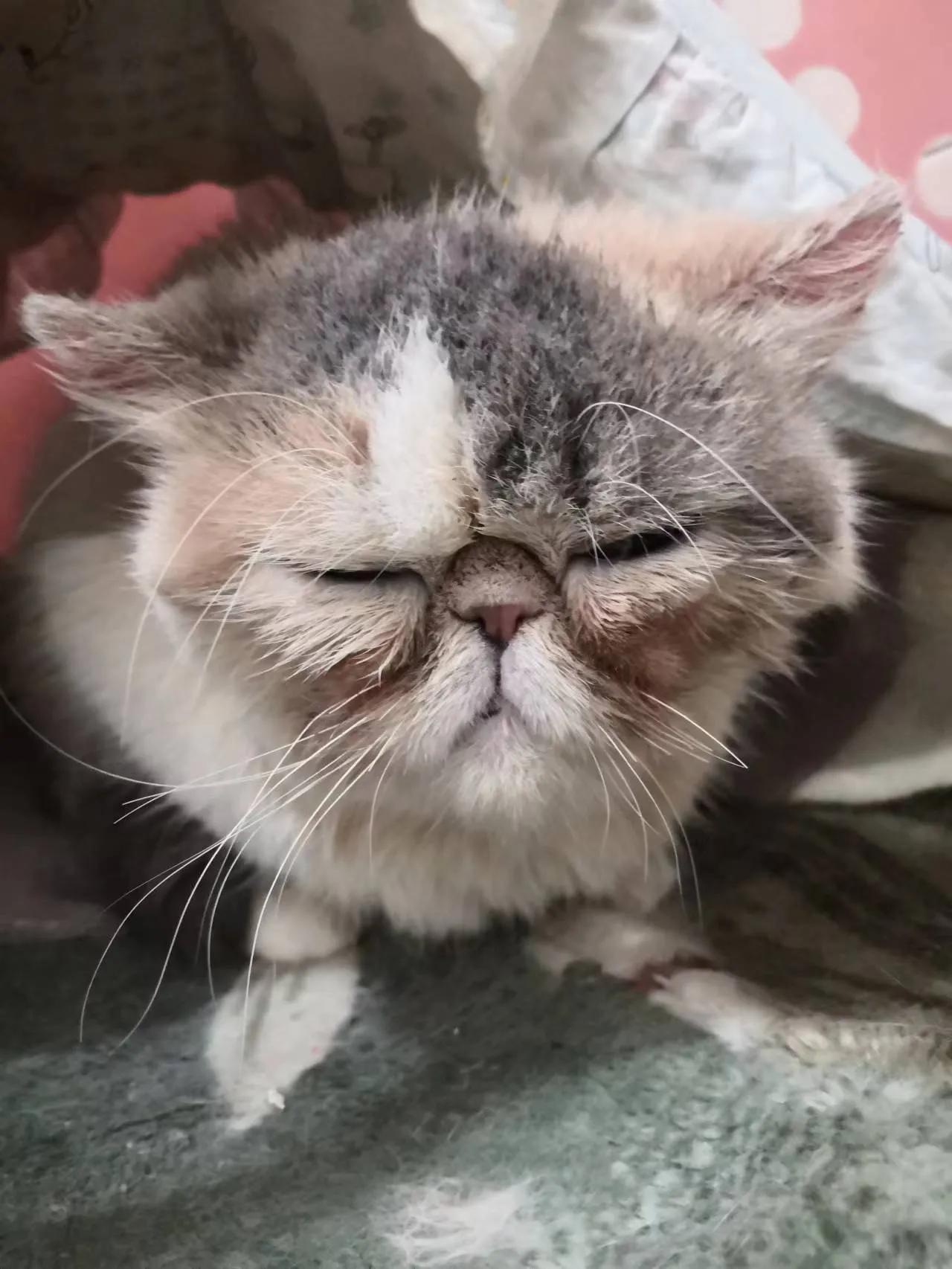 重度猫癣的猫咪，宠物医院要千元被我八元钱就治疗痊愈了