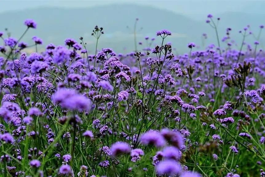 跟着梦华录游汴京,跟着梦华录学英语