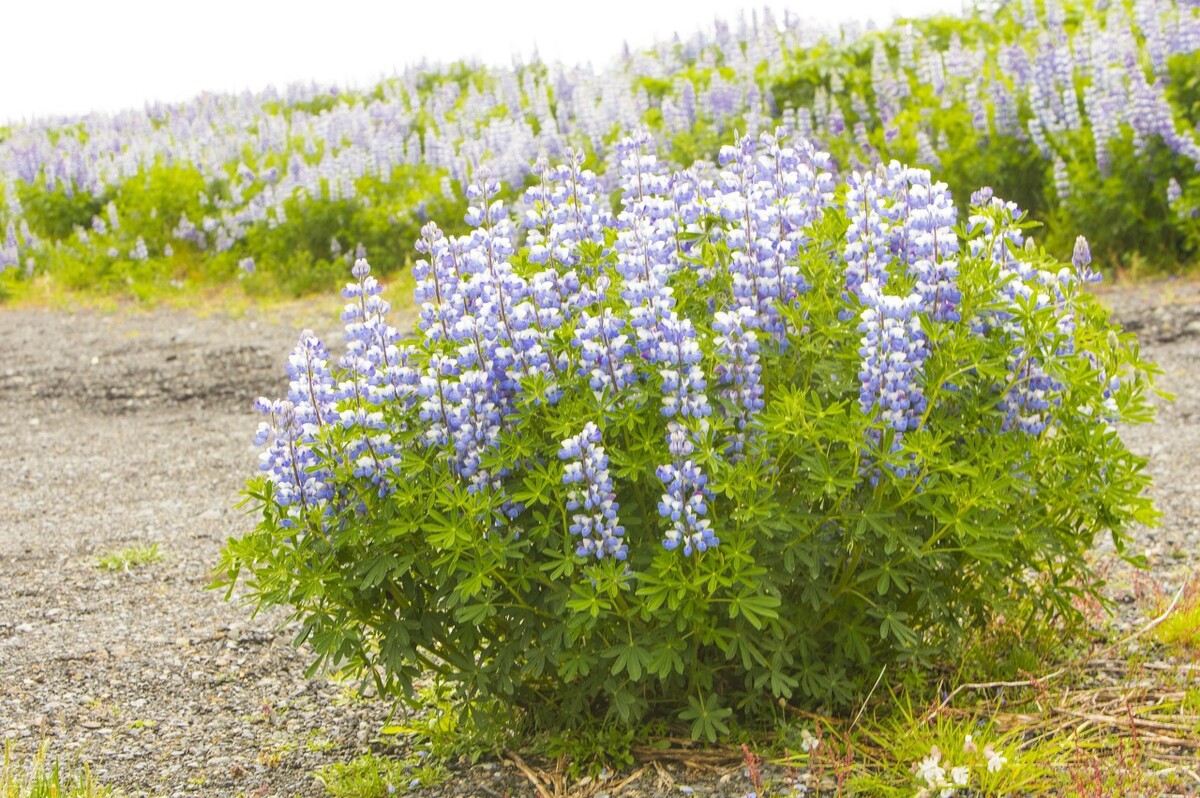 退伍军人创业的真实问题,退伍军人创业失败再次选择创业
