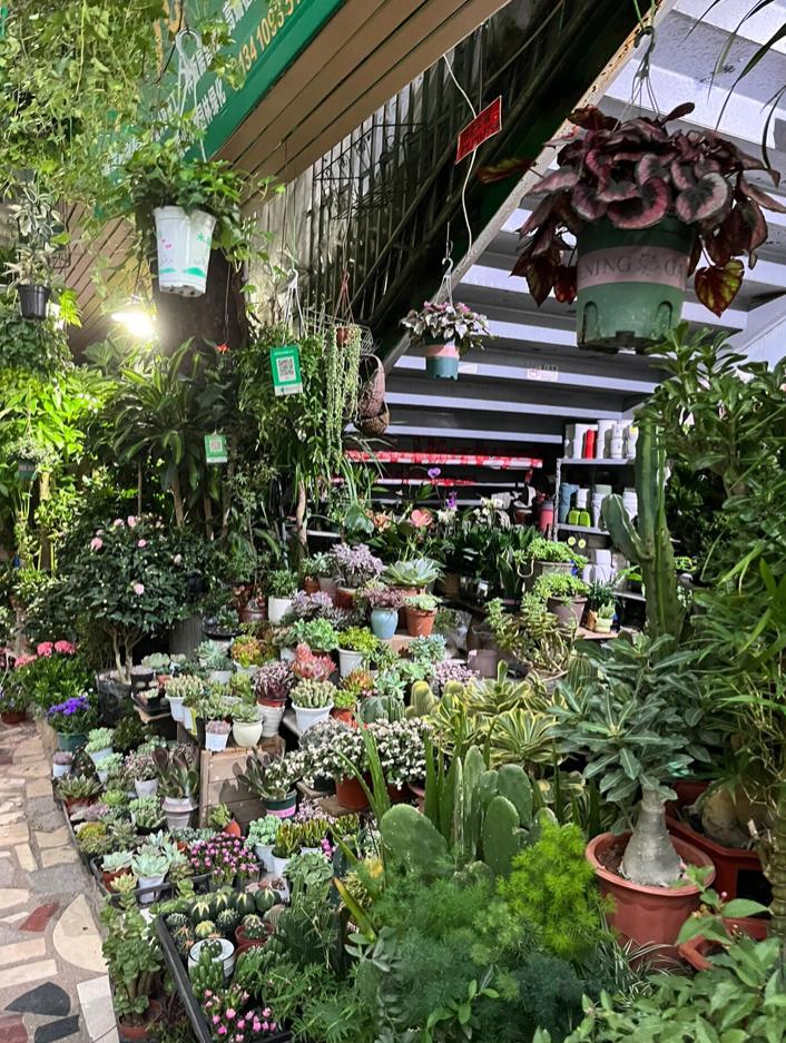 10个深圳花市，母亲节送花，不如带妈妈去看花海