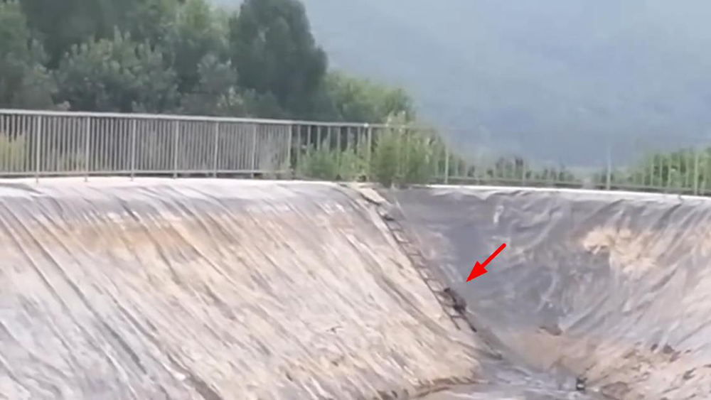 吉林延边出现传闻中的“猹”，下山觅食被困在垃圾池里，还挺凶猛