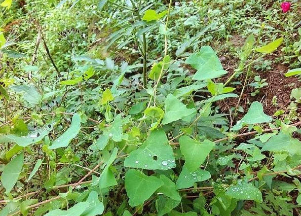 叶子像烙铁,人称“痒立消”,却是民间的毒蛇克星,大家来认识下