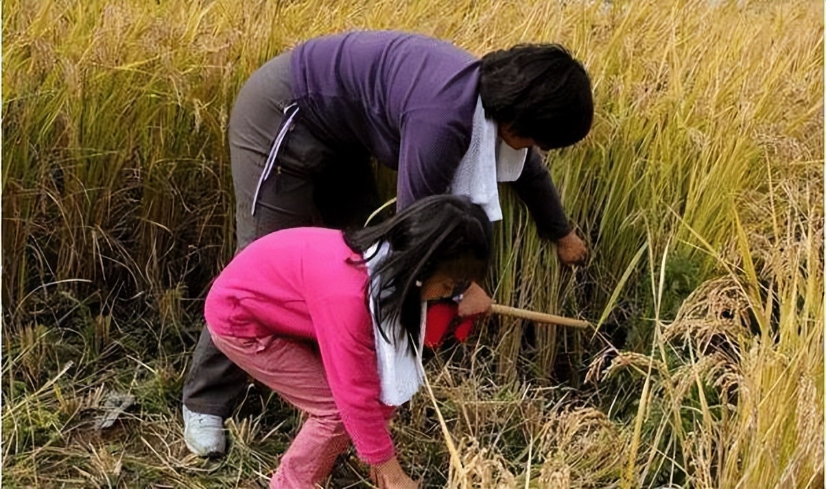 24岁才女白血病去世，北大举校哀悼，撒贝宁致词，破格入葬八宝山