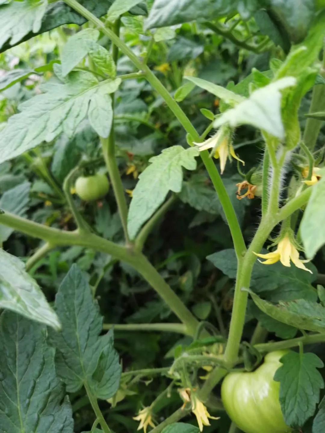 红尘有田园之四——因缘