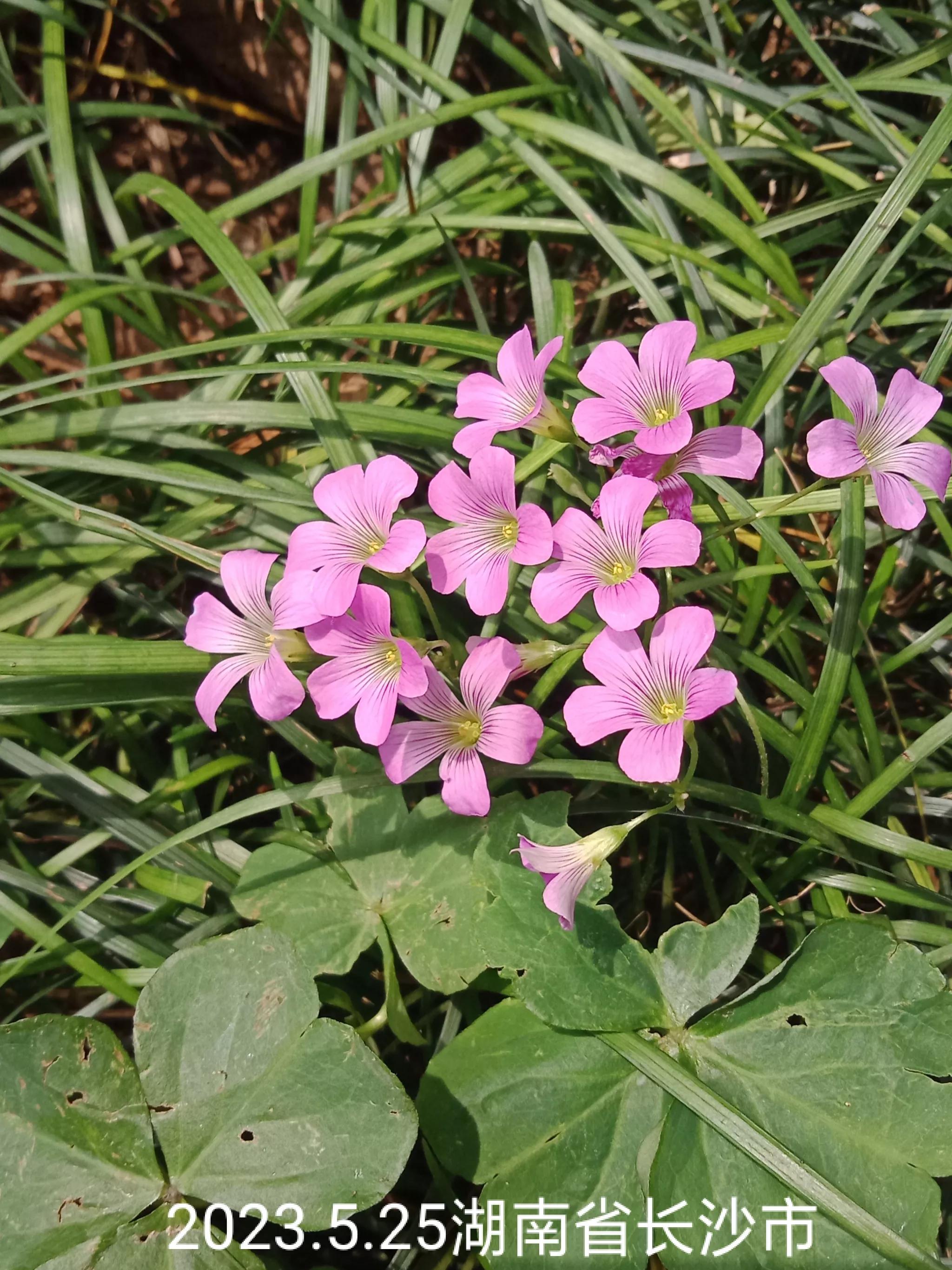 微信群忘保存找不到怎么办,微信群没保存通讯录丢失怎么找回