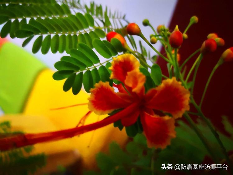 从发芽到开花的乐趣,从种子到果实成熟的感悟