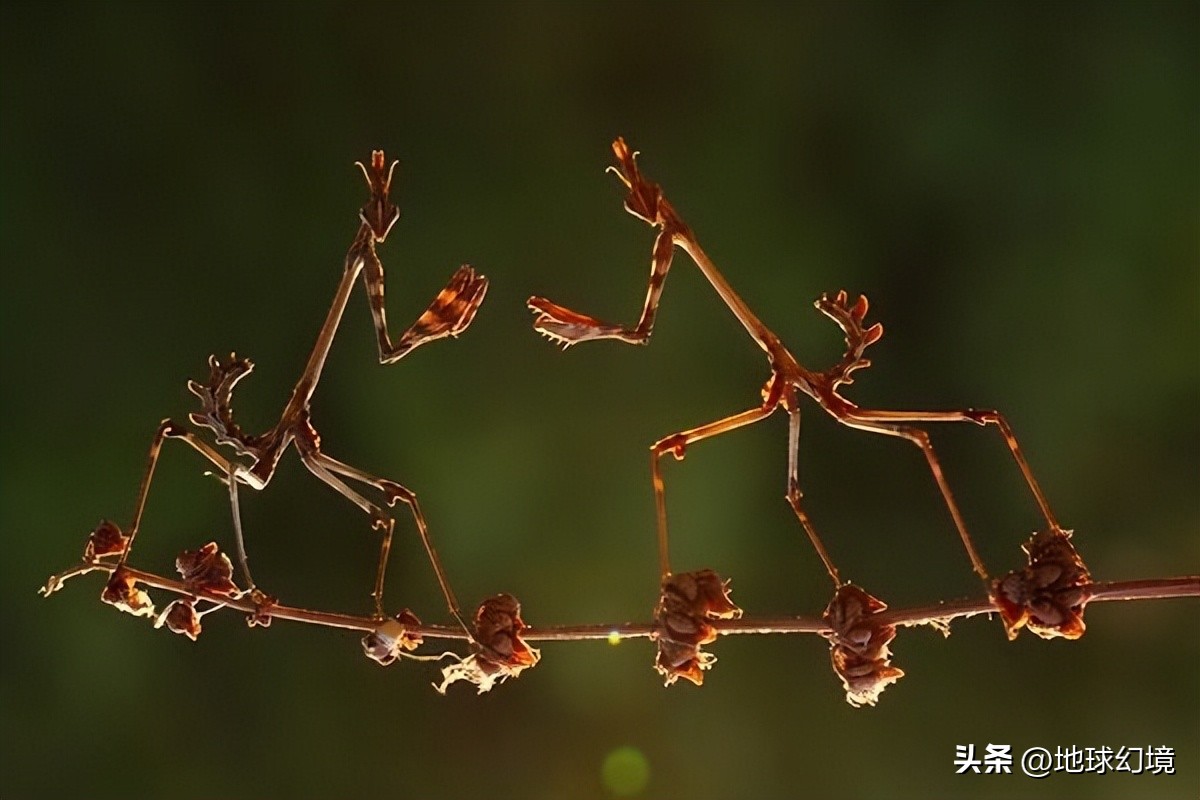 10种最罕见的神秘生物,35种罕见生物照片