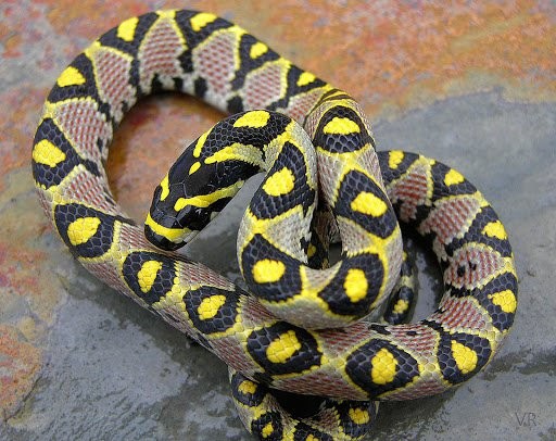 神奇的动物蛇的视频大全,神奇的动物蛇