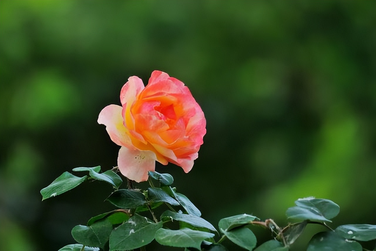 爱干净的人，家里别养4种“脏脏花”，会招虫子，越养越烦