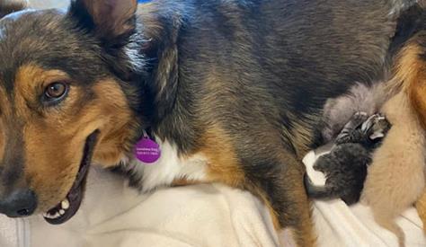 宠物狗胎死腹中怎么办,狗宝宝早产怎么救