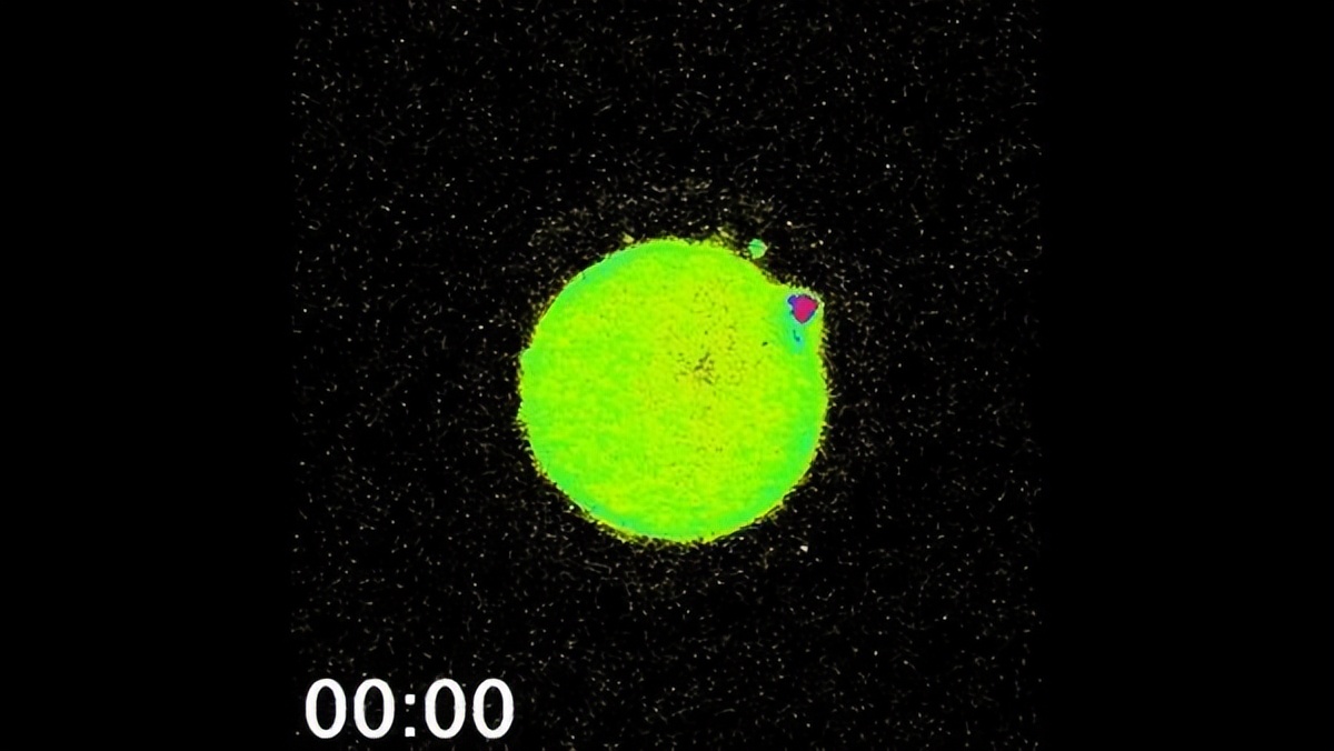 科学家发现精子和卵子,科学家首次拍到粒子和波相互转化