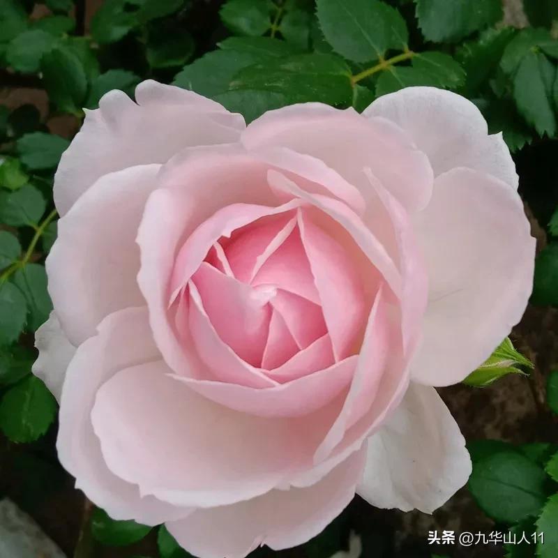 黄色系藤本月季哪个品种好,适合海南种的藤本月季品种