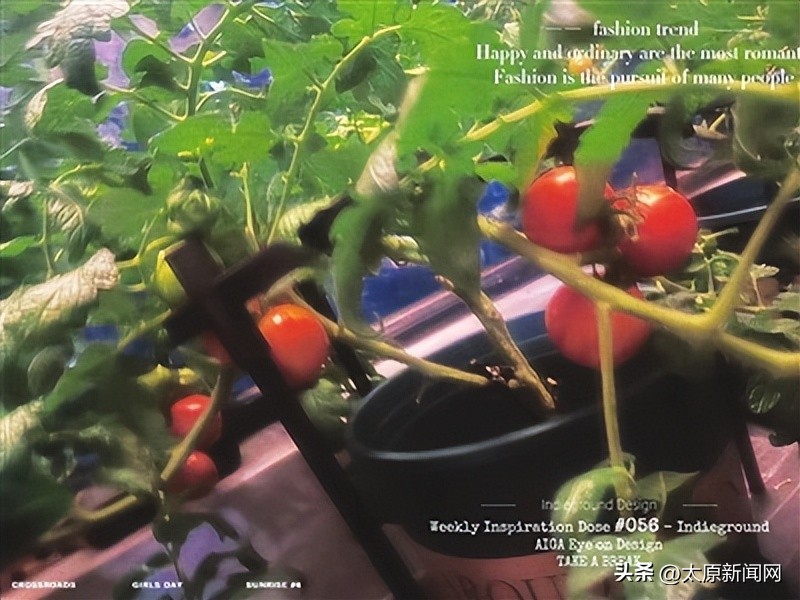 开心农场模式种什么蔬菜,开心农场种菜有哪些价值