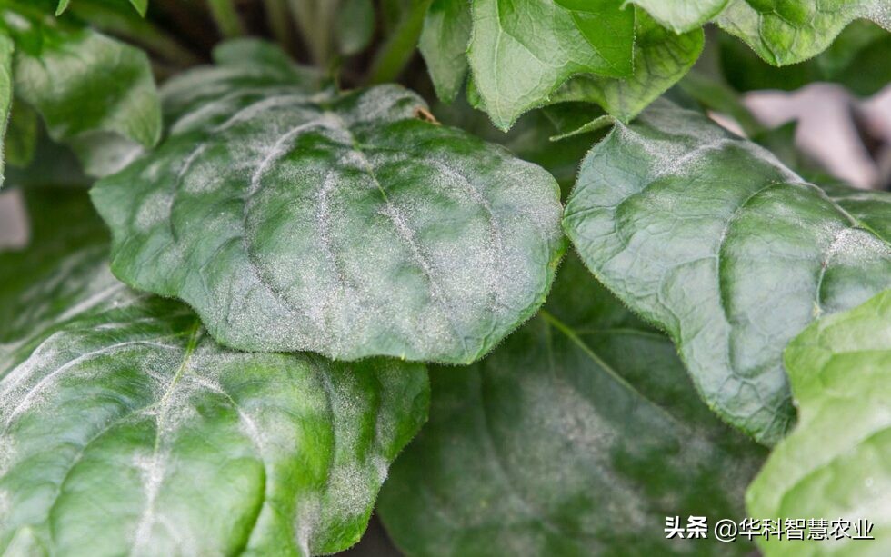 绿色疗法对非洲菊的霉菌有效