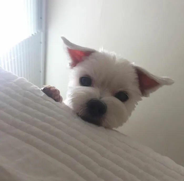 狗狗晕车吐了之后怎么调理,狗狗晕车可以服用人用晕车药吗