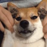 有创业项目没钱咋办,缺钱创业公司股权最佳分配方案