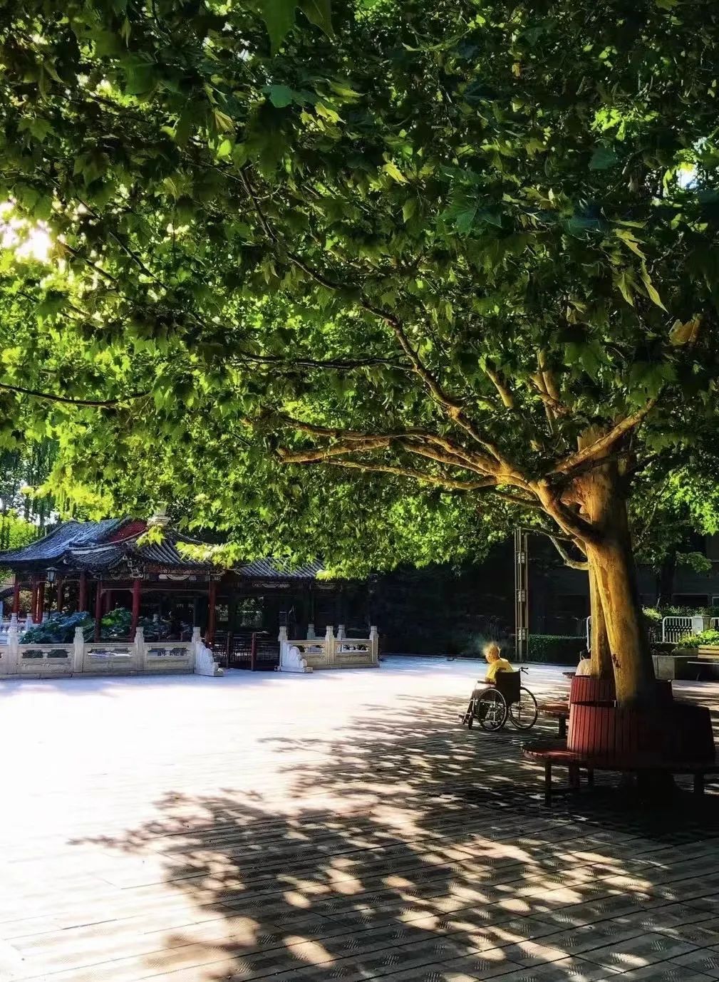 美丽的人民日报大院，我们温暖的家