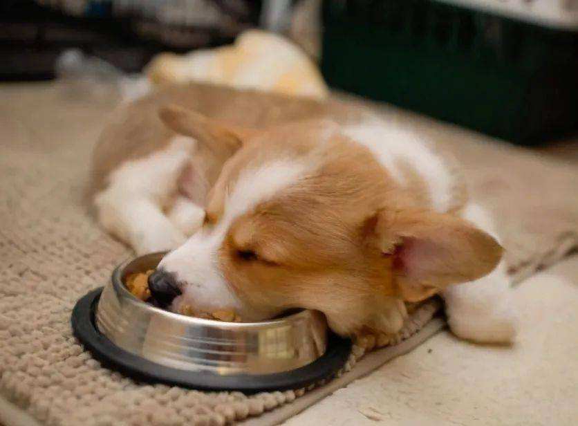 狗狗吃驱虫药拉稀,狗狗拉稀怎么回事啊