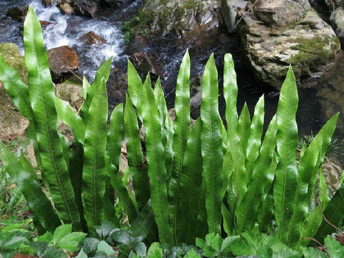 七星剑植物功效,七星剑草药盆景