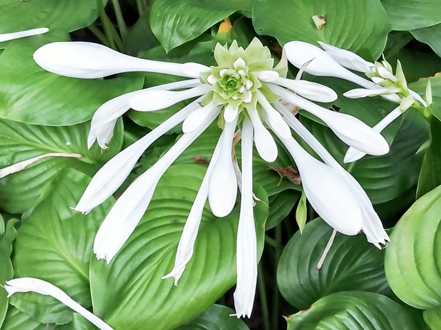 花园里的花种类,花种类大全百科全书