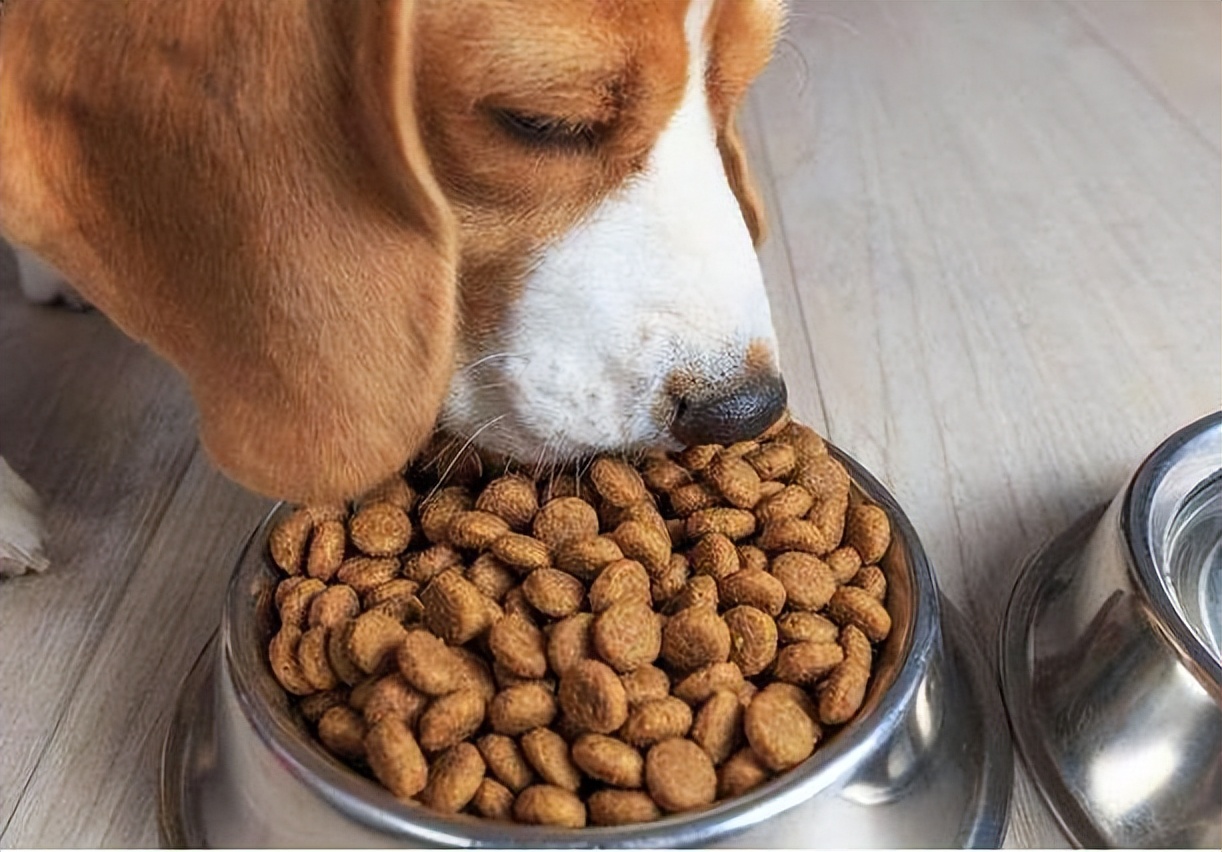 狗粮推荐性价比好粮排行榜,秋天狗粮推荐排行榜