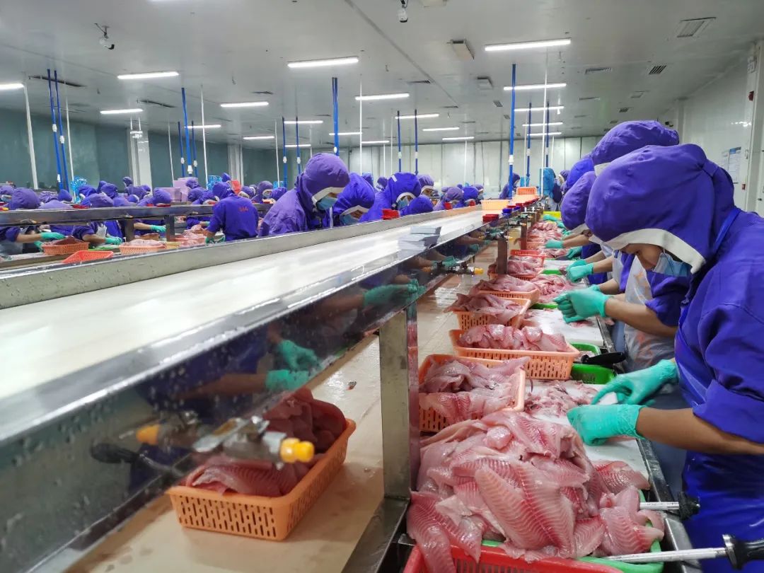 这种鱼叫鲷不是鲷，无土腥味却因名字被厨师误解多年