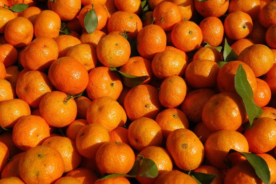 所有小橘子都是沙糖桔吗,沙糖桔跟小橘子区别