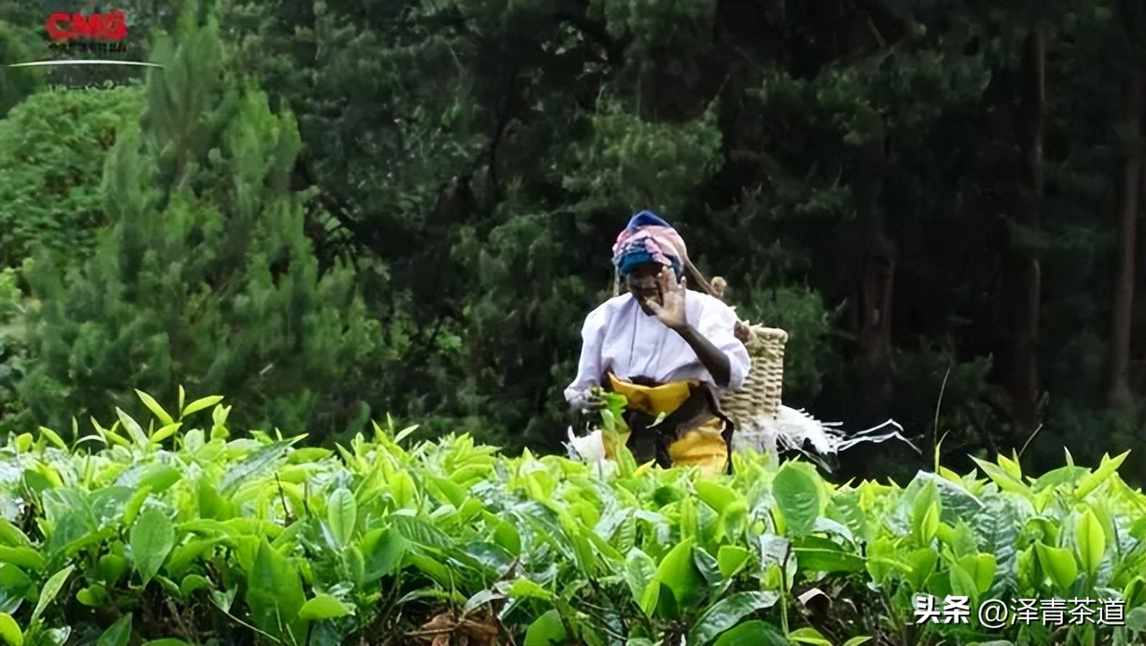 世界十大茶日,国际茶日英文版