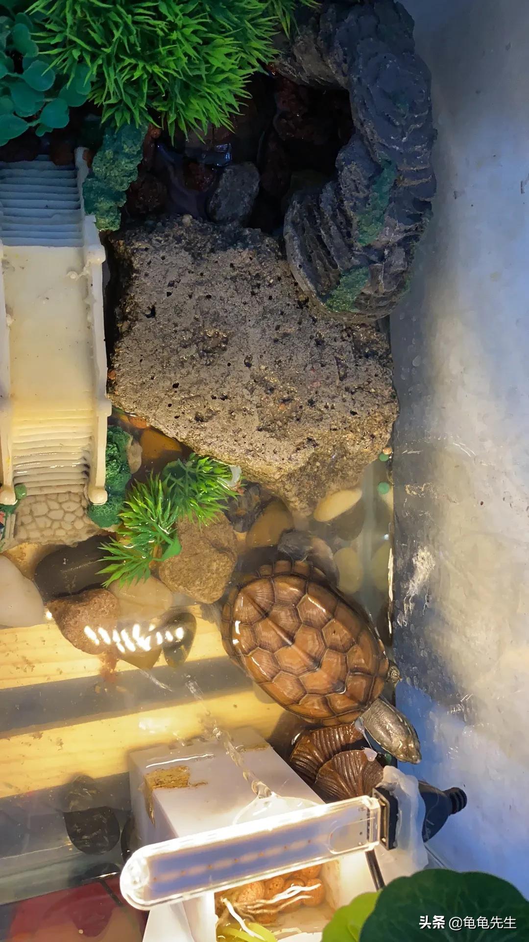 如何让龟龟变得更亲近你,怎么和龟龟互动