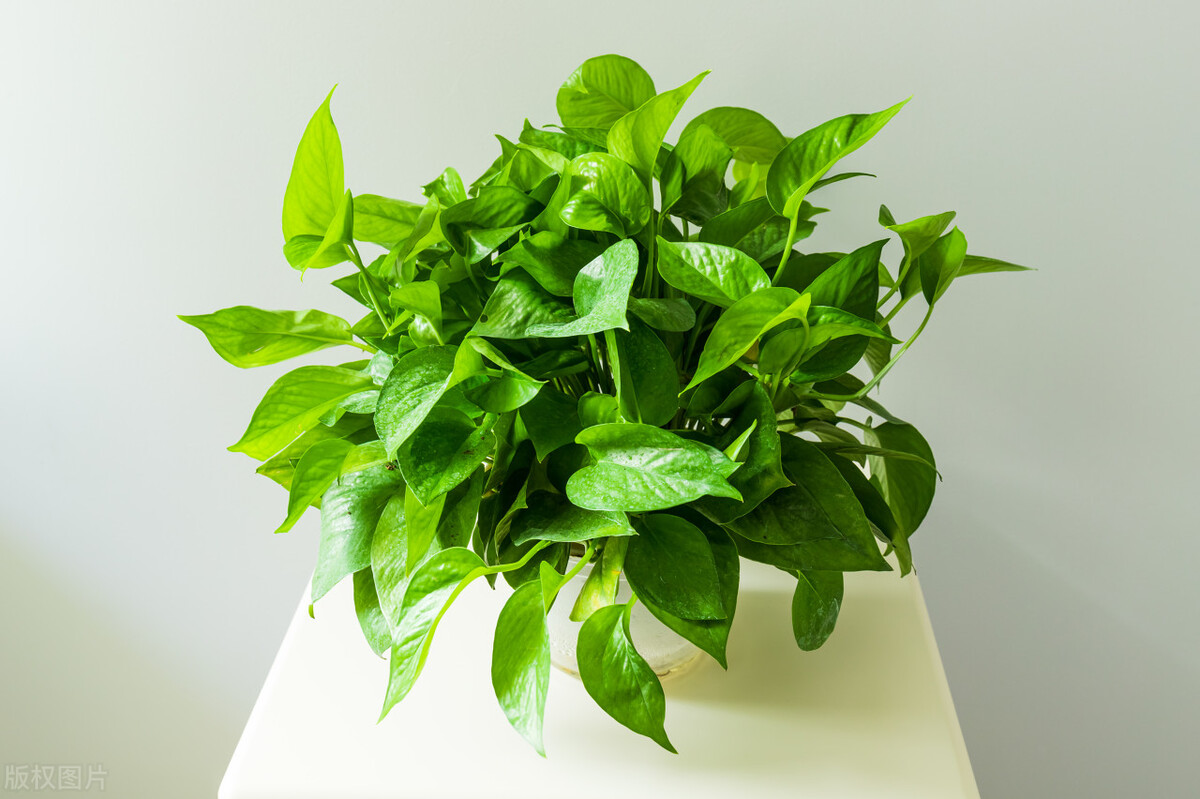 哪种植物吸甲醛最好求推荐,吸甲醛最好的植物哪种排名第一