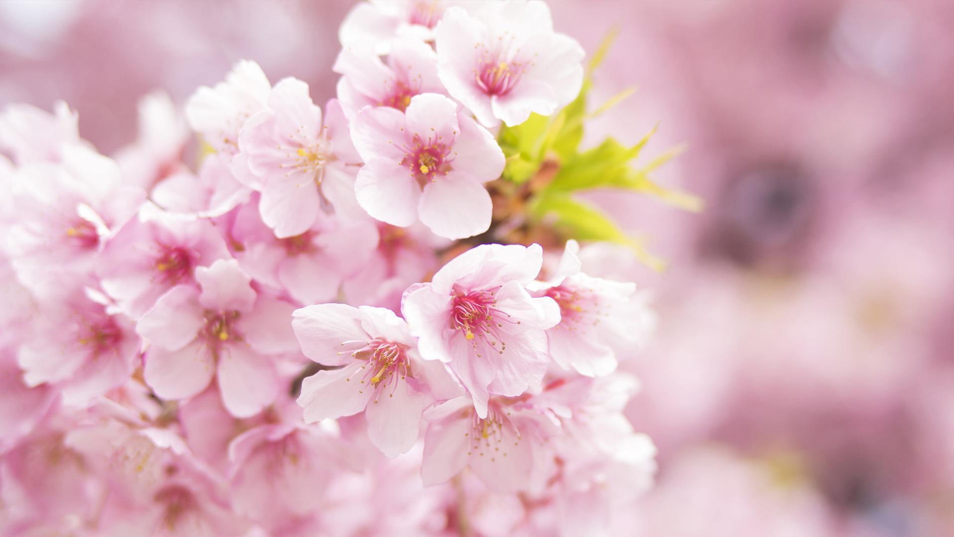 100句樱花诗词,关于樱花的十首诗