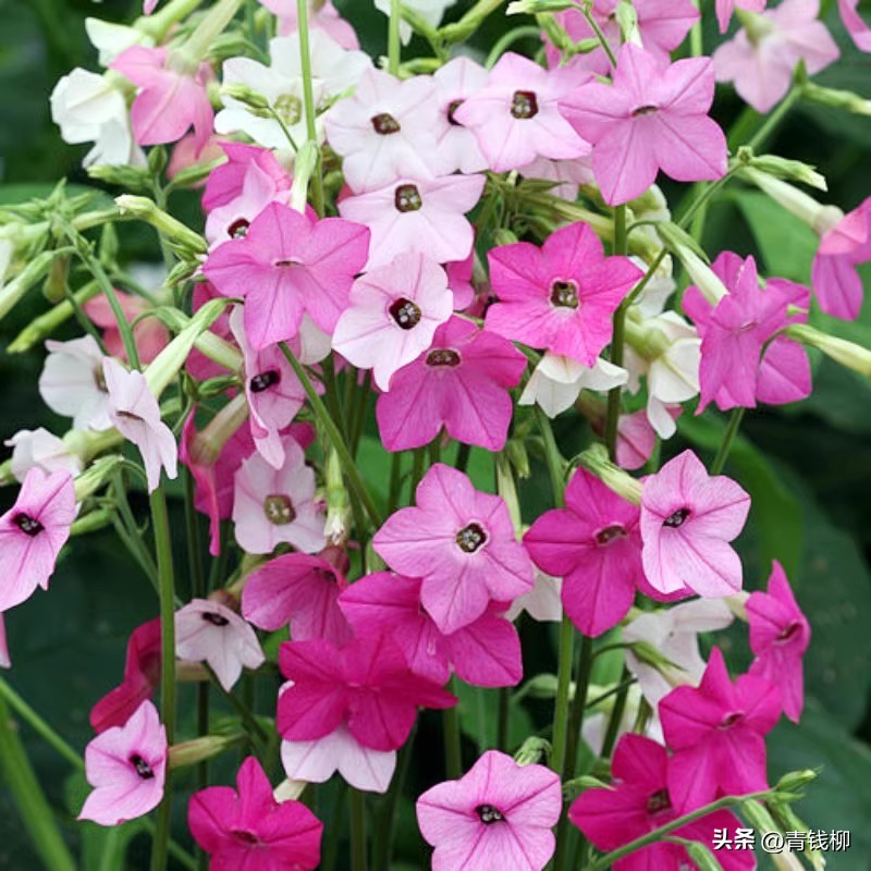 耐阴的花草怎么养,怎么养好阳台的花草