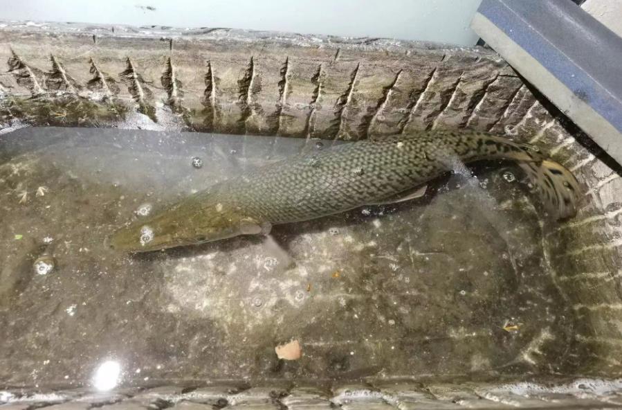 多地报告发现！专家紧急提醒：不能吃，卵有剧毒